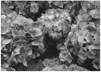 The color of the blooms on the hydrangea plant, which can be pink, blue, or purple, are determined by the amount of acidity in the soil.