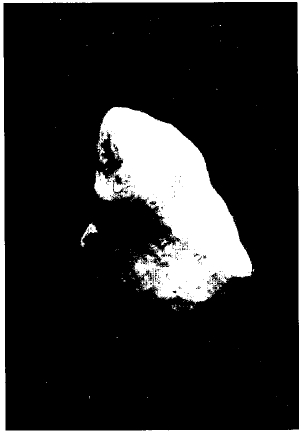Did an asteroid—which contains iridium—kill off dinosaurs 65 million years ago? The asteroid Gaspra, photographed from the Galileo space probe, is shown here.