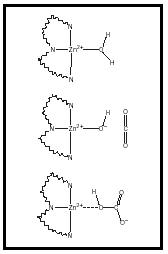 Figure 2. Zinc ions interacting with water to form a hydroxide.