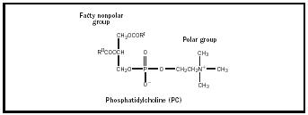 Figure 1. Phosphatidylcholine (PC).