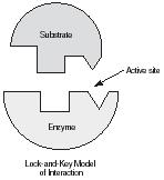 A lock-and-key model of the interaction of an enzyme and substrate.