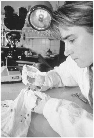 Forensic scientists examine evidence from crime scenes in an effort to solve crimes. This scientist is removing a piece of blood-stained material gathered at a crime scene for DNA testing.