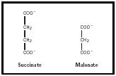 Firuge 1. Structures of succinate and malonate.