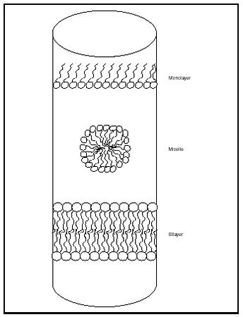 Figure 2. Assembly of lipids into more complex structures. At low concentrations, lipids form monolayers, with the polar head group (represented as a circle) associating with the water, while the hydrophobic tails (represented as lines) associate with the air. As the concentration of lipid increases, either miscelles or bilayers form, depending upon the lipid and conditions.