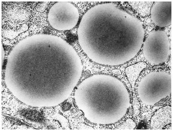 An electron micrograph of lipid droplets in the fat cell of a rat.