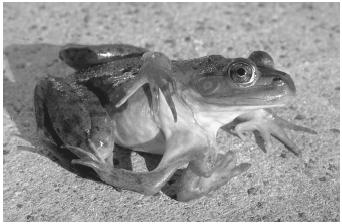 A six-legged frog, a result of a genetic disorder.