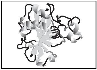 Figure 2. The secondary structure of protein. Darker grey portion is the helix and lighter grey portion is the pleated sheet.