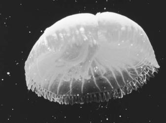 The jellyfish is among many bioluminescent species.