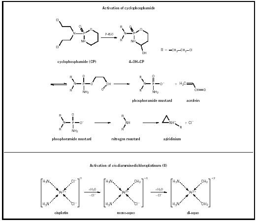 Figure 1. Activation reactions for the anticancer drugs cyclophosphamide and cisplatin.