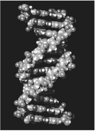 A computer-generation representation of the double-helix structure of DNA.