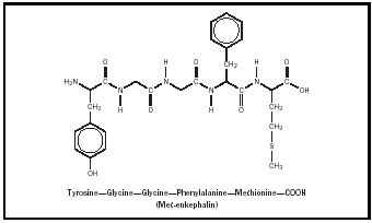 Figure 1. Met-enkephalin