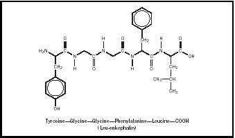 Figure 2. Leu-enkephalin