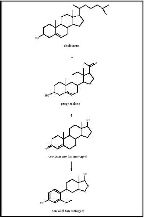 Figure 1. Major steroids in the synthesis of estrogen from cholesterol.