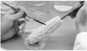 Corn embryos are being removed to be grown in controlled conditions for desired genetic traits at Sungene Technologies Lab, Palo Alto, California.