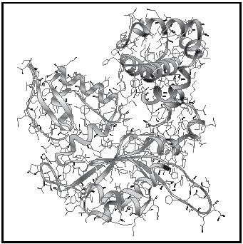 Figure 1. The 3-dimensional molecular structure of the globular protein polymerase β. The ribbon represents the backbone of the amino acid chain with the various amino acids depicted by shading. The side chains of the amino acids fill in the structure.