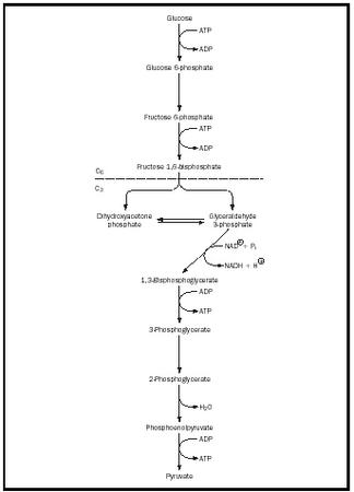 Figure 1. The glycolytic pathway.