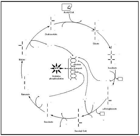 Figure 1. Krebs Cycle.