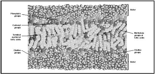 Figure 1. An image of a dipalmitolyphosphatidylcholine lipid bilayer from a molecular dynamics computer simulation.