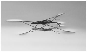 A waterstrider bug standing on the surface of water, a demonstration of the surface tension of water.