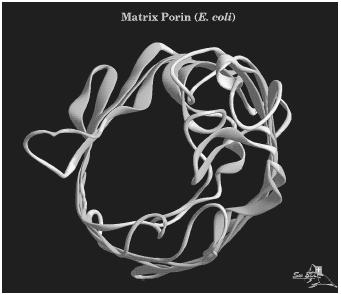 A three-dimensional computer model of a protein molecule of matrix porin found in the E. coli bacteria.