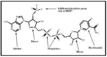 Figure 1b. Structure of NADP+