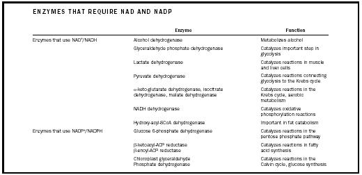 Table 1. Enzymes that use NAD+/NADH and enzymes that use NADP+/NADPH