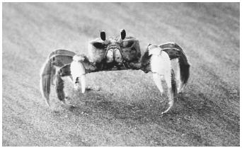 Chitin, the earth's second most abundant polysaccharide, is the fundamental substance in the exoskeletons of crustaceans.