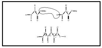 Figure 1. When amino acids react, they form what is called a peptide bond. The resulting molecule, called a dipeptide, has one end that is basic and another that is acidic.