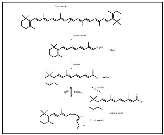 Figure 1. Vitamin A (retinol) and its derivatives.