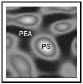 Figure 6. Infrared-NSOM image of a blended polystyrene/polyethylacrylate film (˜1 micron thick) on Si. The image (8 μm × 8 μm), collected at 3125 cm−1, shows the domains of polystyrene (PS) embedded within the polyethylacrylate (PEA). This chemical map of the surface has ˜10 times higher spatial resolution than a conventional optical infrared microscope image. (Courtesy of Dr. Chris Michaels and Dr. Stephan Stranick, NIST.)